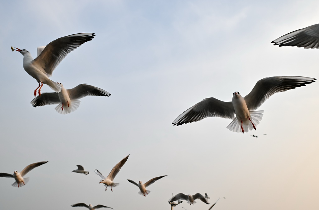 海鸥在空中飞翔（12月10日摄）。