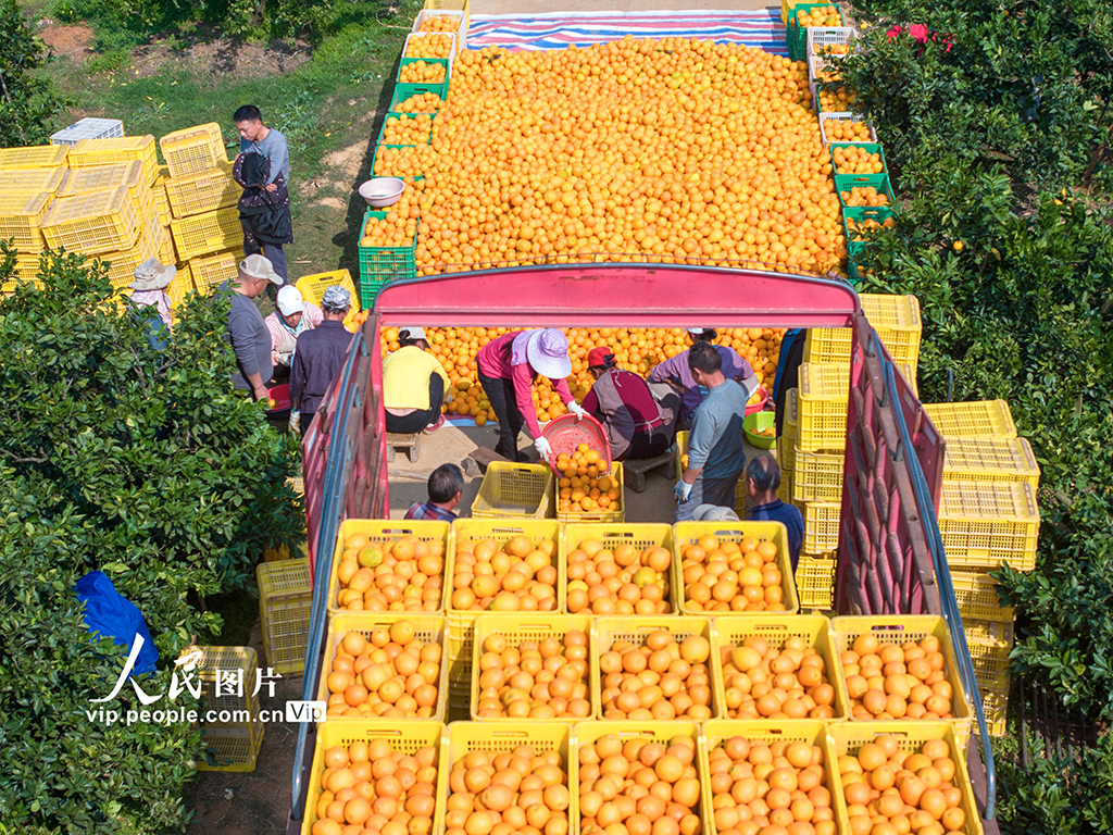 广西富川：脐橙飘香采收忙【3】