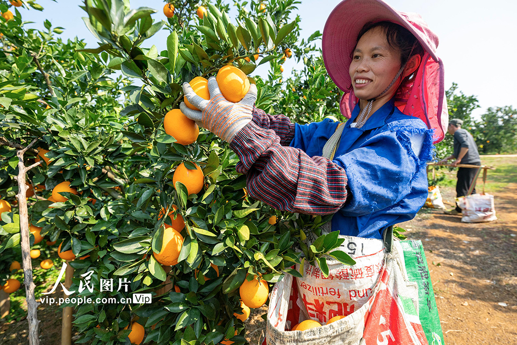 广西富川:脐橙飘香采收忙【2】