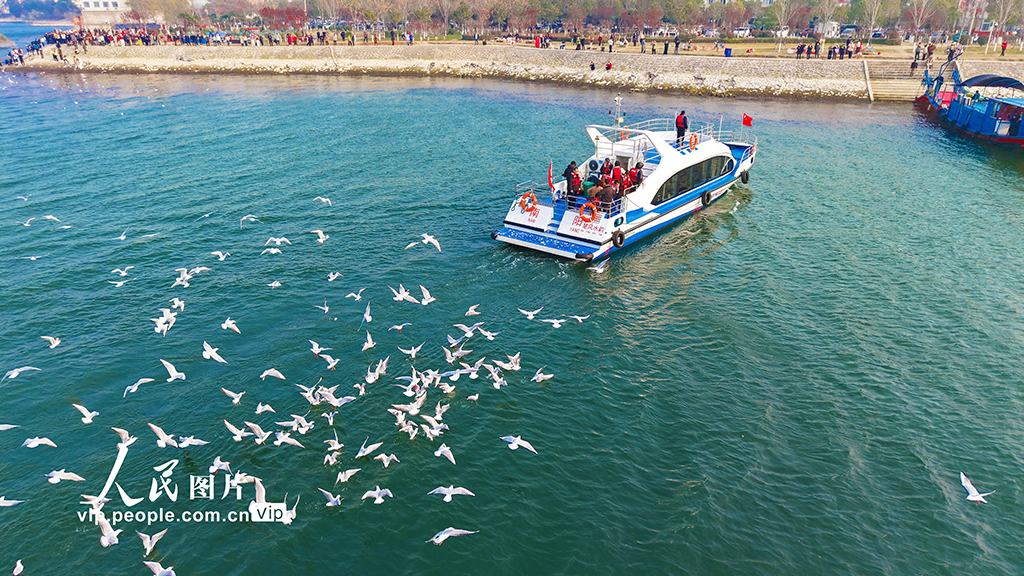 河南淅川：“看海”赏鸥正当时【2】