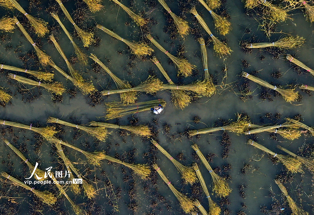 江苏新沂:冬日杞柳收割忙【4】