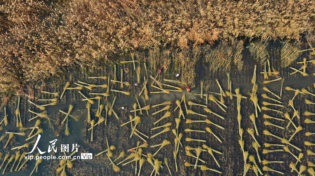 江苏新沂:冬日杞柳收割忙【2】