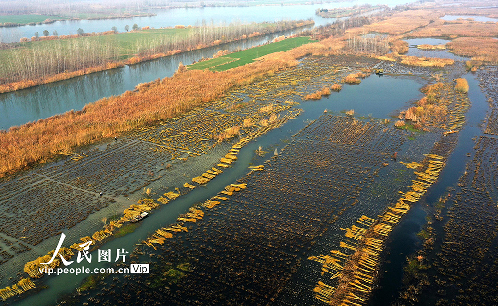 江苏新沂：冬日杞柳收割忙【3】