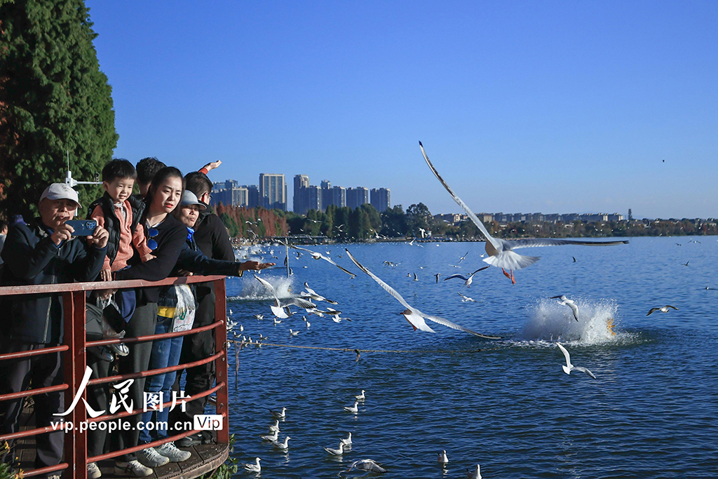 云南昆明:海洪湿地公园再迎越冬 “小精灵”【2】