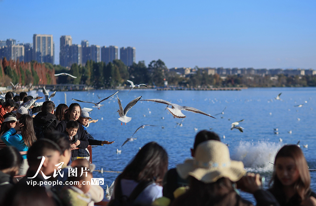 云南昆明：海洪湿地公园再迎越冬 “小精灵”【3】