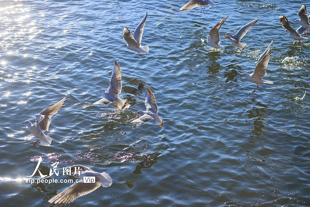 云南昆明：海洪湿地公园再迎越冬 “小精灵”【4】