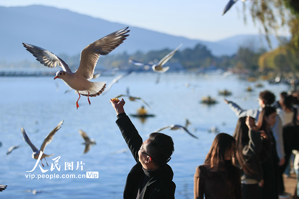 云南昆明：海洪湿地公园再迎越冬 “小精灵”【5】