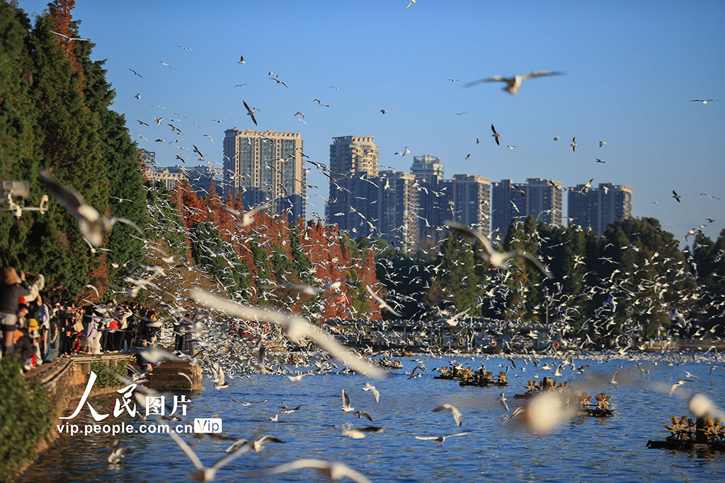 云南昆明：海洪湿地公园再迎越冬 “小精灵”【6】