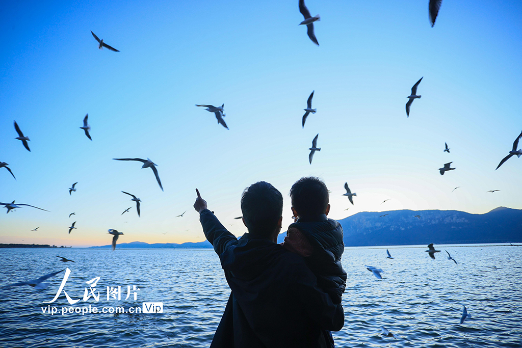 云南昆明：海洪湿地公园再迎越冬 “小精灵”【7】