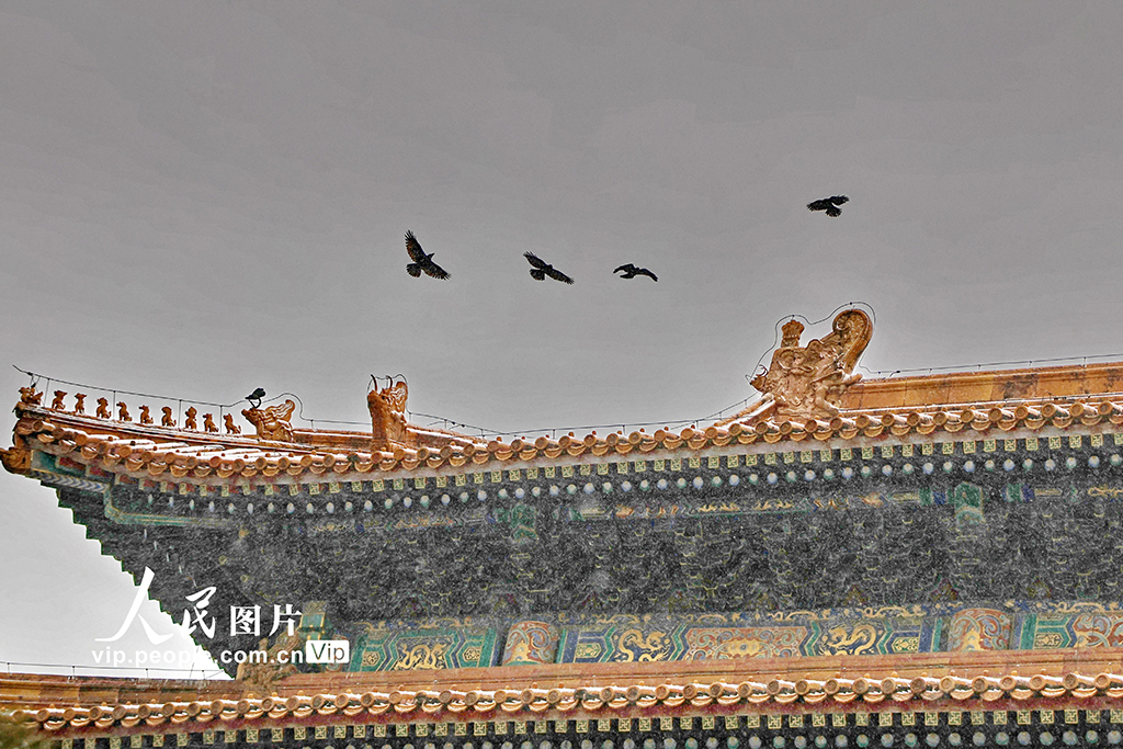 北京迎来冬季首场降雪 故宫银装素裹【2】