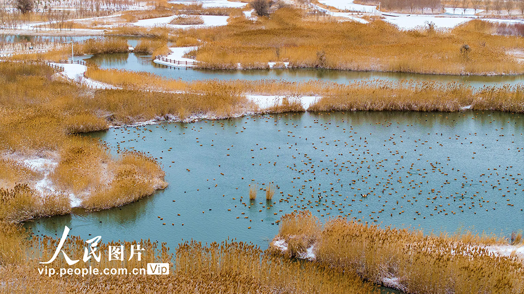 甘肃张掖：雪后湿地【3】