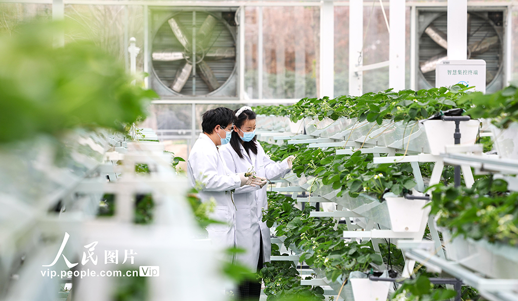 上海：实训基地学“智慧农业”【2】
