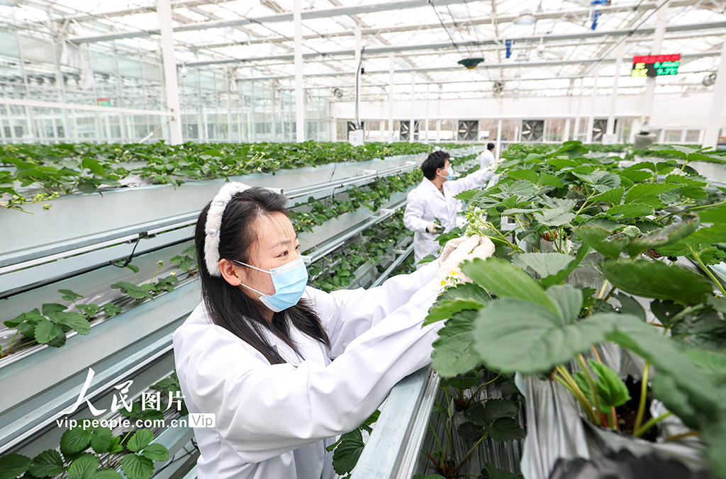 上海：实训基地学“智慧农业”【3】