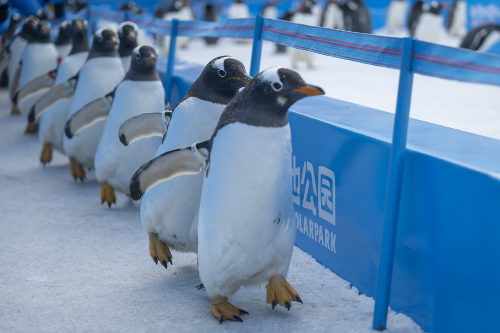 12月13日,哈尔滨极地公园的企鹅在户外进行巡游。