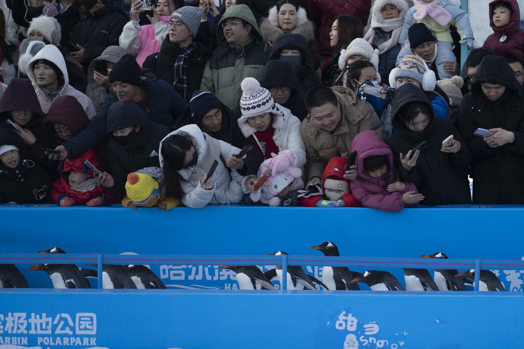 12月13日，人们在哈尔滨极地公园观看企鹅巡游。