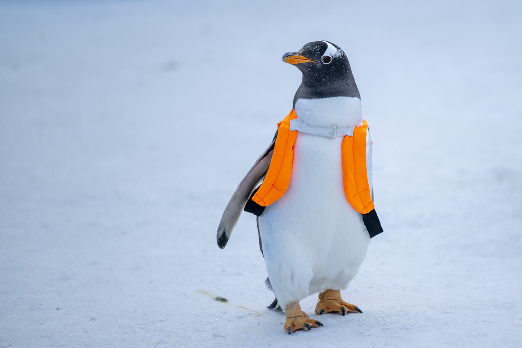 12月13日，哈尔滨极地公园的企鹅在户外进行巡游。