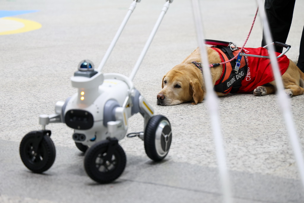 12月13日，在深圳地铁黄木岗枢纽智能导盲犬示范应用现场，一只导盲犬看着它身旁的智能导盲犬。