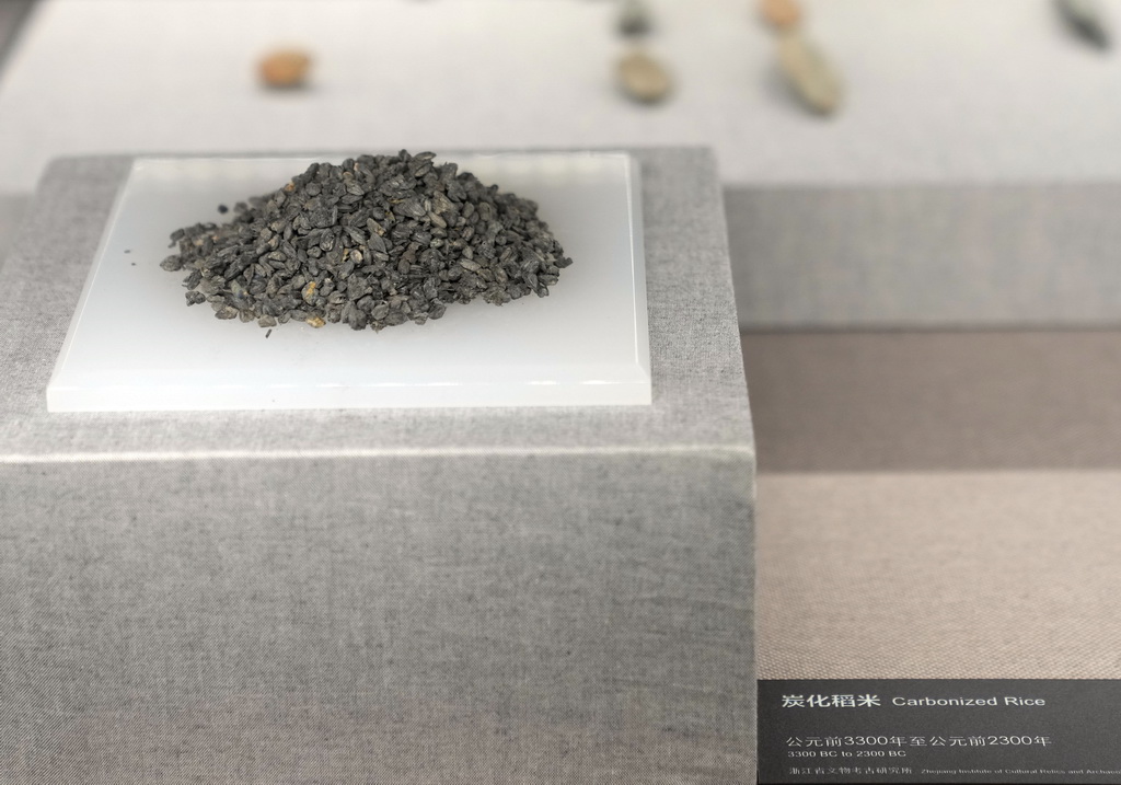 12月12日在展厅拍摄的炭化稻米。