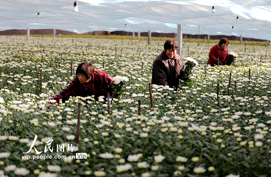 安徽阜阳：花卉产业助农增收【3】