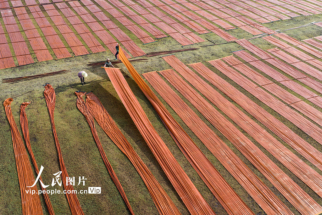 广西蒙山：晾晒香云纱【3】