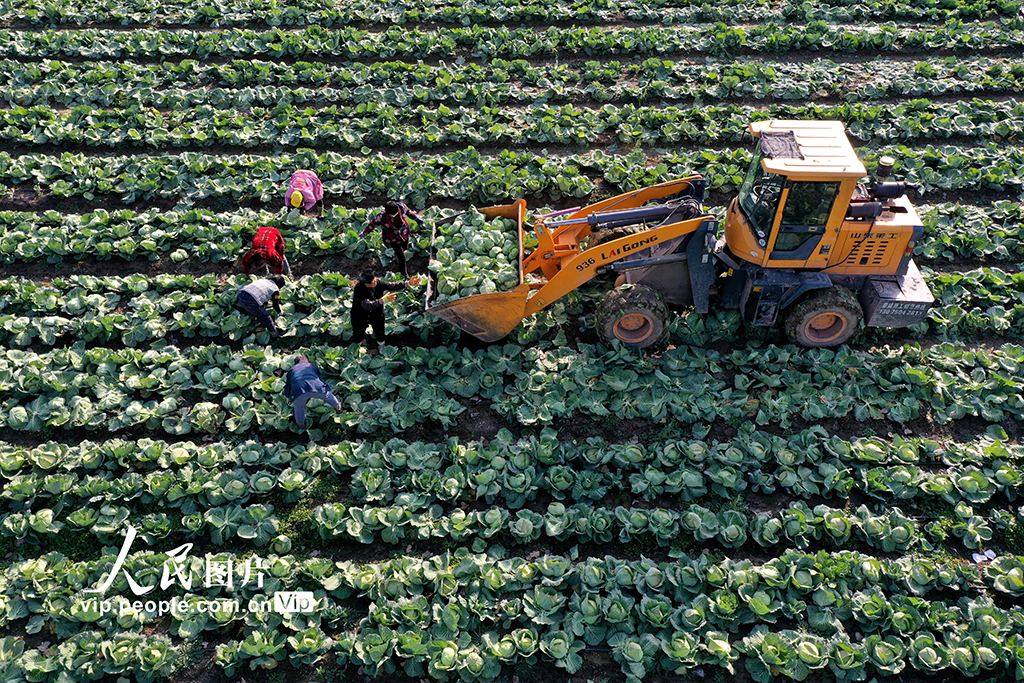 安徽蒙城：采收甘蓝 供应市场【4】