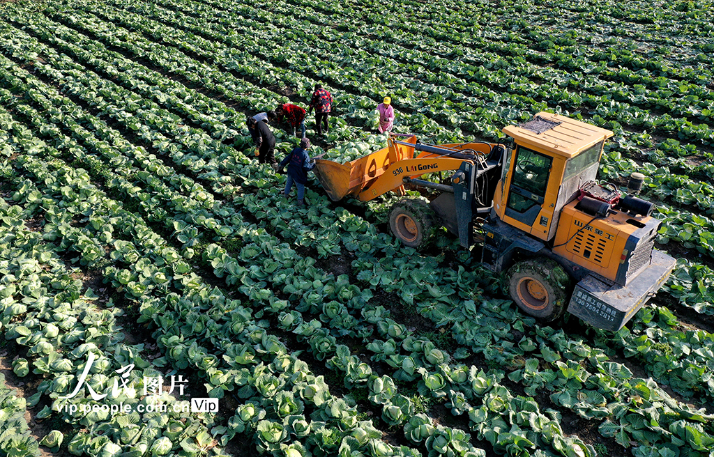 安徽蒙城：采收甘蓝 供应市场【2】