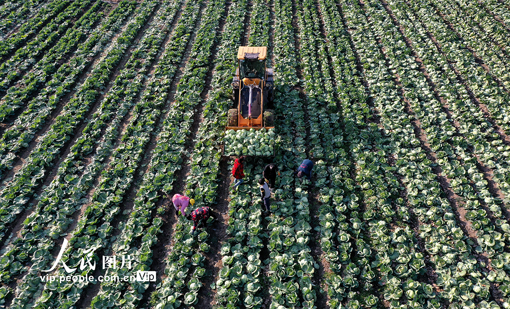 安徽蒙城：采收甘蓝 供应市场【3】