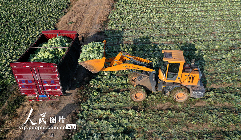 安徽蒙城：采收甘蓝 供应市场【5】