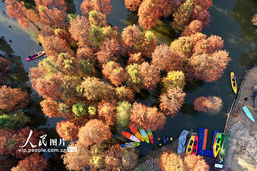 江西南昌:冬日杉景醉游人【2】