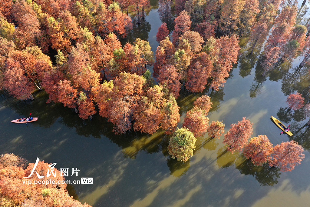 江西南昌:冬日杉景醉游人【3】