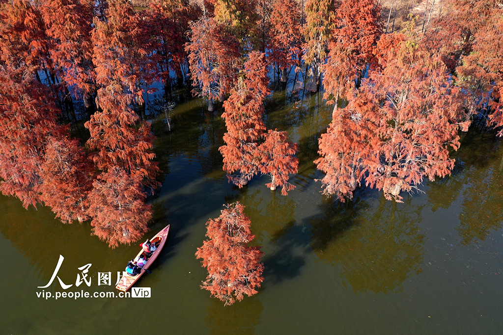 江西南昌:冬日杉景醉游人【4】