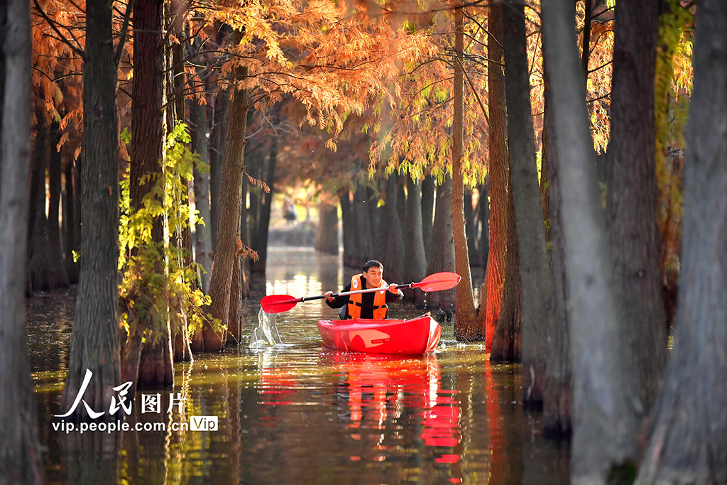 江西南昌：冬日杉景醉游人【5】
