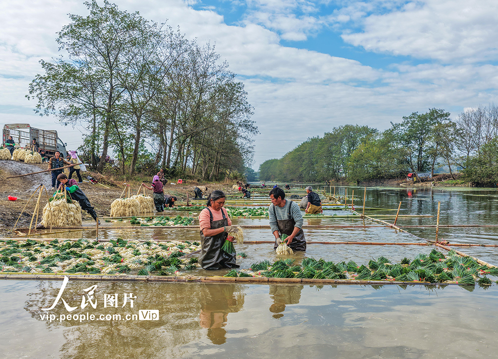 湖南道县：种藠头 促增收【5】