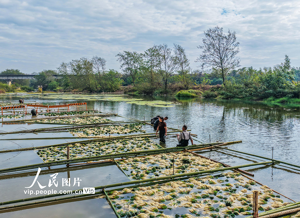 湖南道县：种藠头 促增收【7】