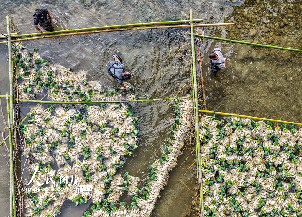 湖南道县：种藠头 促增收【8】