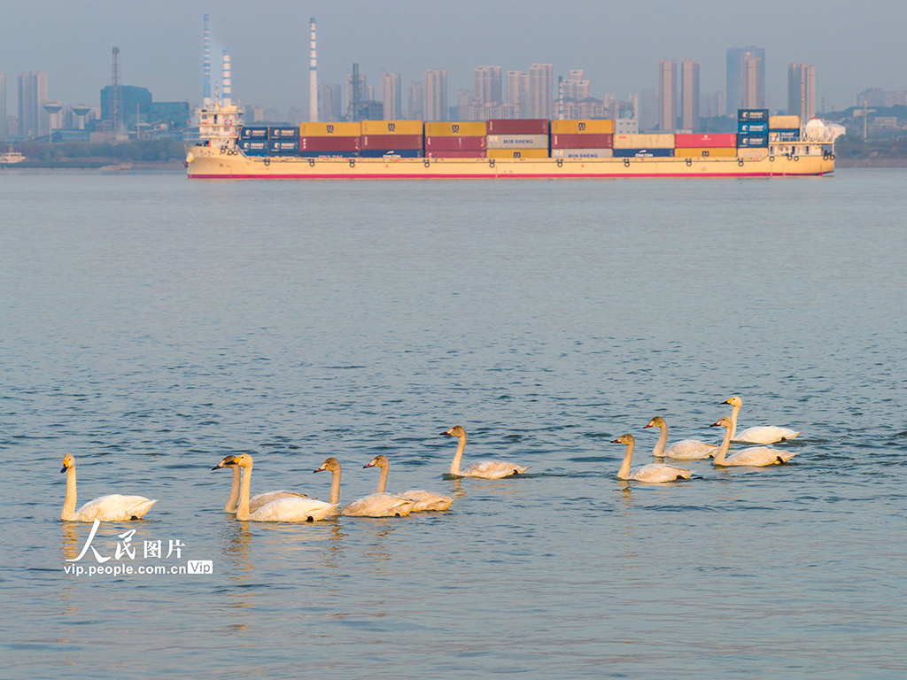 安徽铜陵：生态好 候鸟至【5】