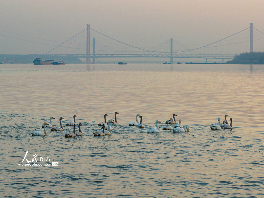 安徽铜陵:生态好 候鸟至【4】