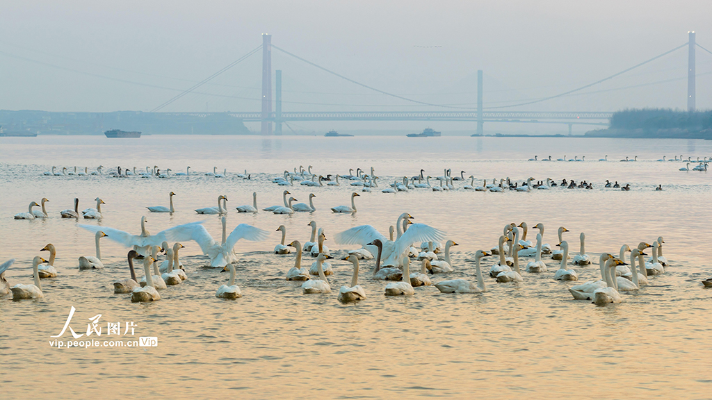 安徽铜陵:生态好 候鸟至【3】