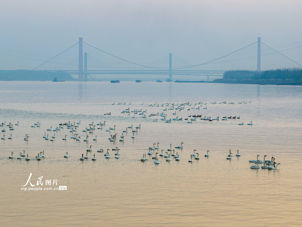 安徽铜陵：生态好 候鸟至【2】