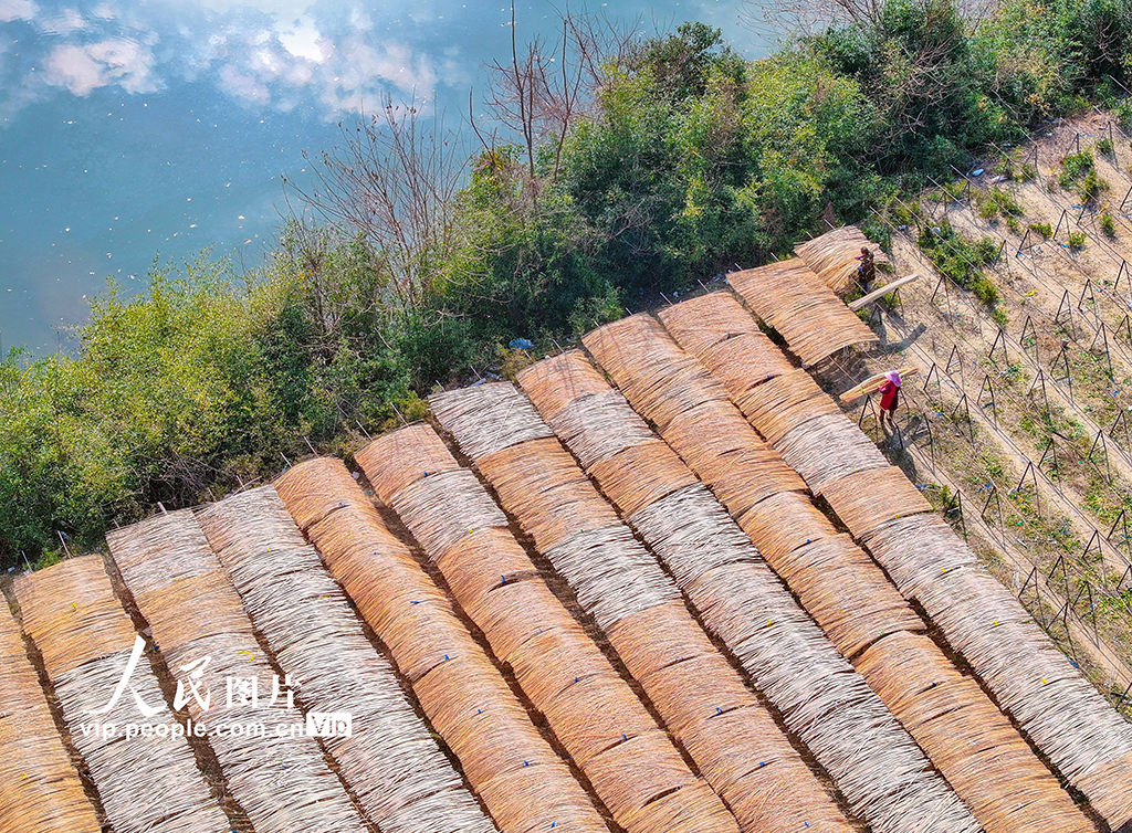 浙江长兴：竹子加工助力乡村振兴【4】