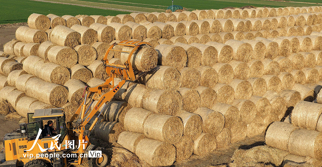 江苏海安：稻草回收 环保增收【3】