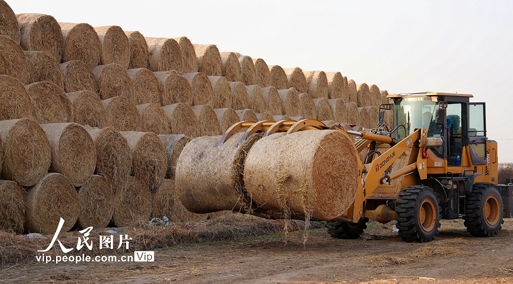 江苏海安：稻草回收 环保增收【4】