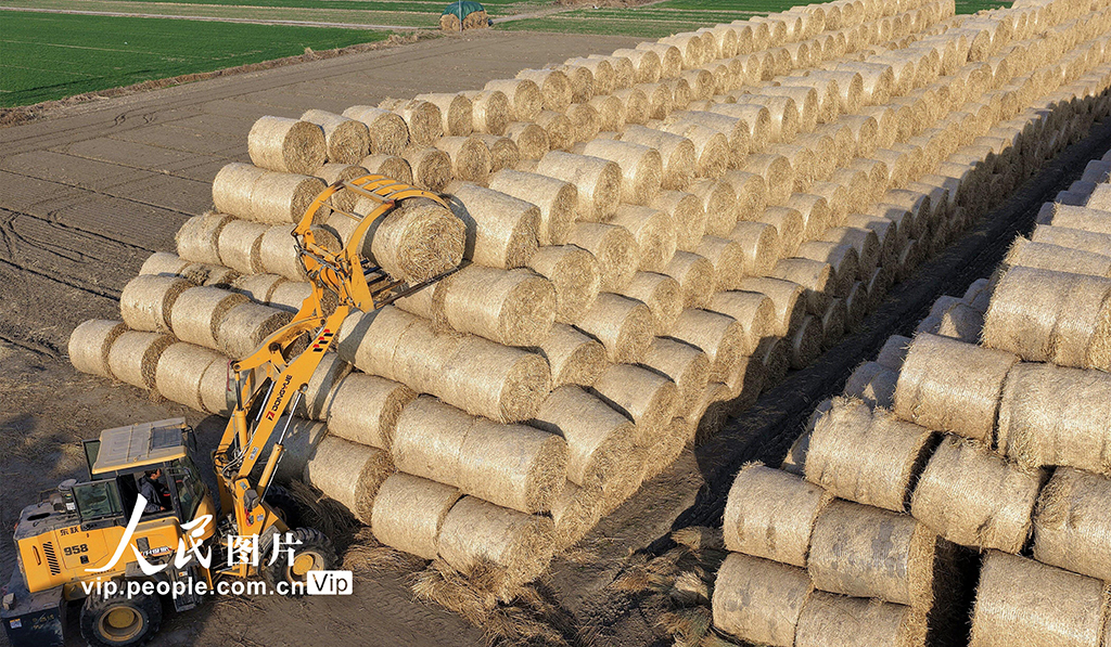 江苏海安：稻草回收 环保增收【5】