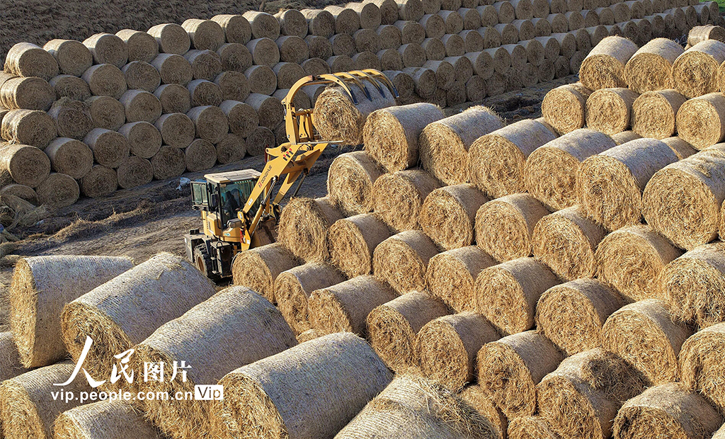 江苏海安：稻草回收 环保增收【6】
