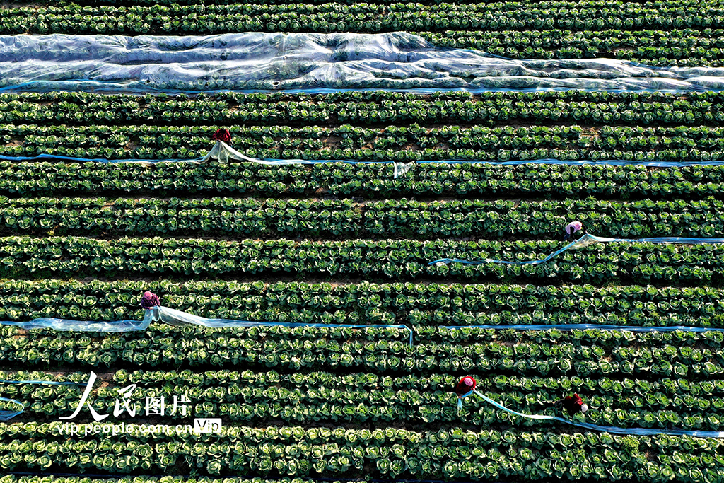 安徽蒙城:冬管蔬菜 保供应【2】