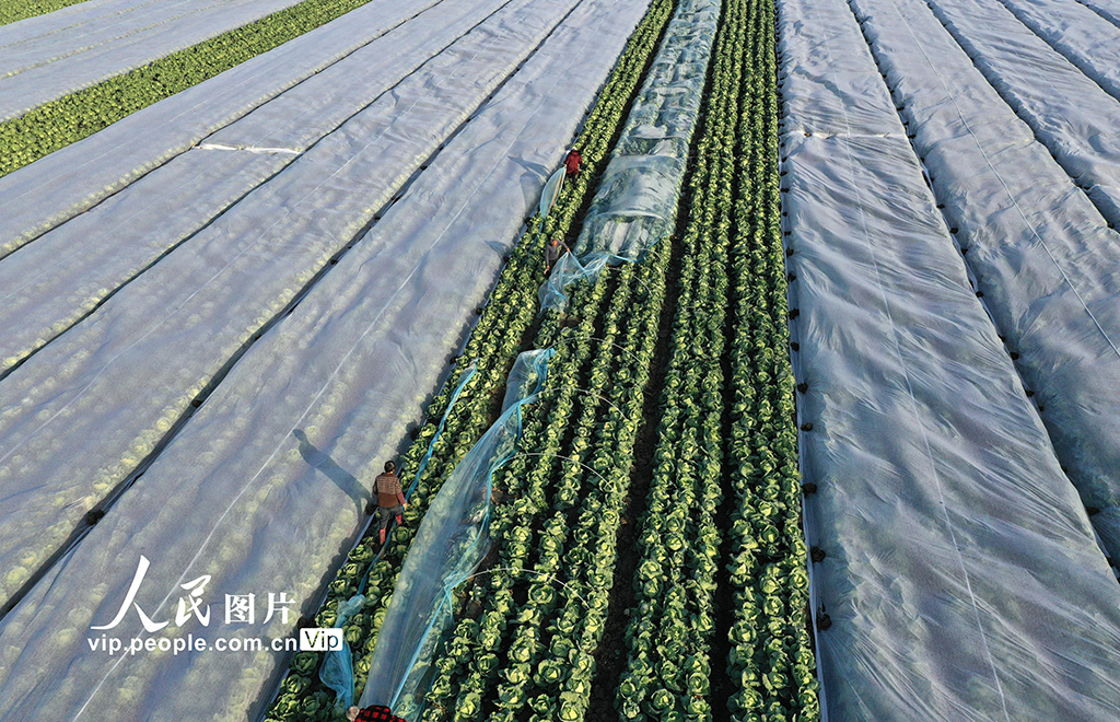 安徽蒙城:冬管蔬菜 保供应【3】