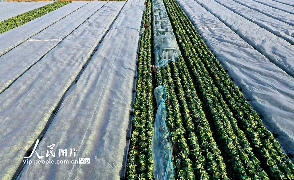 安徽蒙城:冬管蔬菜 保供应【4】