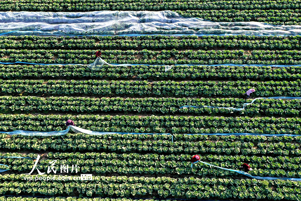 安徽蒙城:冬管蔬菜 保供应【5】