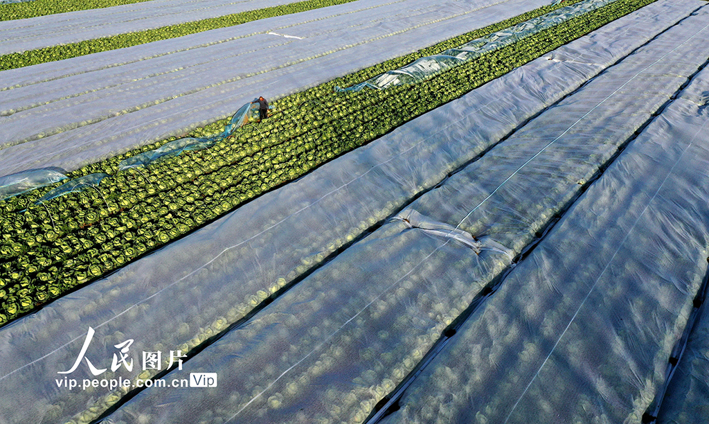 安徽蒙城:冬管蔬菜 保供应【6】