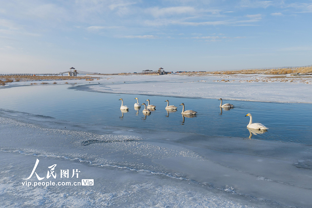 新疆巴里坤：天鹅游弋【3】